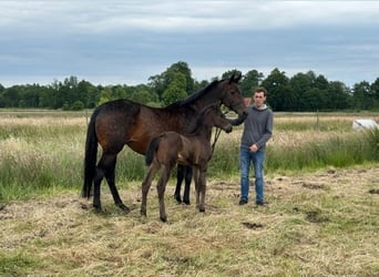 Hannoveraan, Merrie, 20 Jaar, 165 cm, Bruin