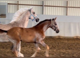 Hannoveraan, Merrie, 20 Jaar, 172 cm, Vliegenschimmel