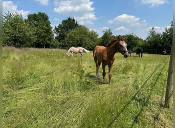 Hannoveraan, Merrie, 20 Jaar, 172 cm, Vliegenschimmel