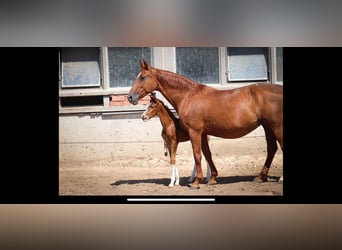 Hannoveraan, Merrie, 21 Jaar, 164 cm, Vos