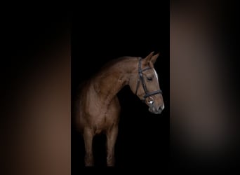 Hannoveraan, Merrie, 21 Jaar, 164 cm, Vos