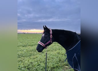 Hannoveraan, Merrie, 21 Jaar, 168 cm, Zwart
