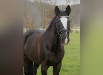 Hannoveraan, Merrie, 21 Jaar, 170 cm, Zwart