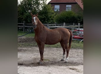 Hannoveraan, Merrie, 22 Jaar, 169 cm, Vos