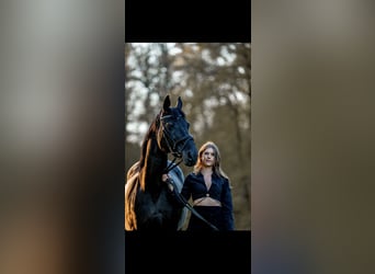 Hannoveraan, Merrie, 23 Jaar, 165 cm, Zwart