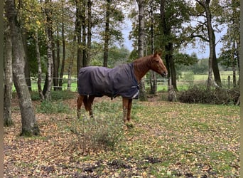 Hannoveraan, Merrie, 23 Jaar, 168 cm, Vos