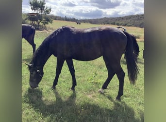 Hannoveraan, Merrie, 2 Jaar, 150 cm, Zwartschimmel