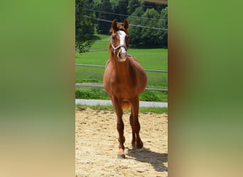 Hannoveraan, Merrie, 2 Jaar, 160 cm, Vos