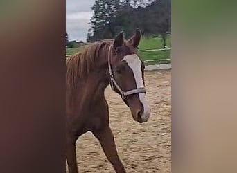 Hannoveraan, Merrie, 2 Jaar, 160 cm, Vos