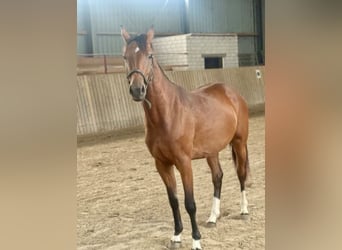 Hannoveraan, Merrie, 2 Jaar, 161 cm, Bruin