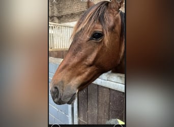 Hannoveraan, Merrie, 2 Jaar, 161 cm, Bruin