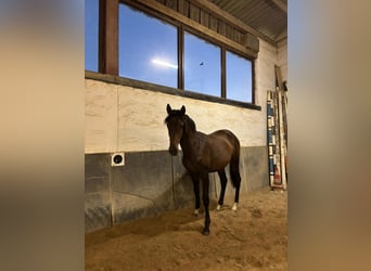 Hannoveraan, Merrie, 2 Jaar, 163 cm, Bruin