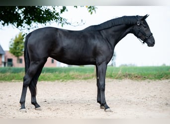 Hannoveraan, Merrie, 2 Jaar, 163 cm, Zwart