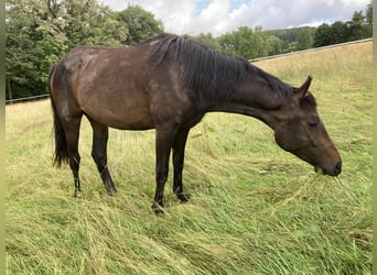 Hannoveraan, Merrie, 2 Jaar, 164 cm, Donkerbruin