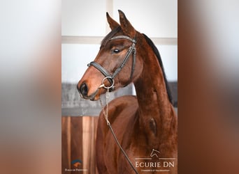 Hannoveraan, Merrie, 2 Jaar, 165 cm, Roodbruin