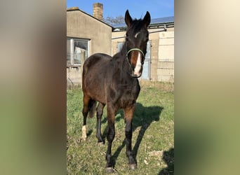 Hannoveraan, Merrie, 2 Jaar, 167 cm, Bruin
