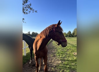 Hannoveraan, Merrie, 2 Jaar, 167 cm, Vos