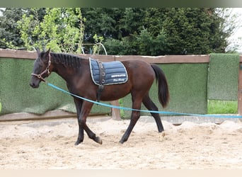 Hannoveraan, Merrie, 2 Jaar, 167 cm, Zwartbruin