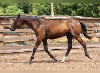 Hannoveraan, Merrie, 2 Jaar, 167 cm, Zwartbruin