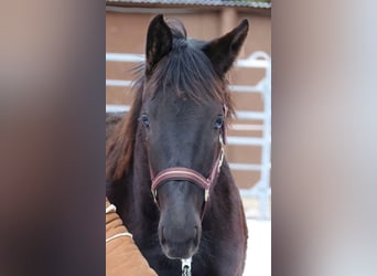 Hannoveraan, Merrie, 2 Jaar, 167 cm, Zwartbruin