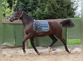 Hannoveraan, Merrie, 2 Jaar, 167 cm, Zwartbruin