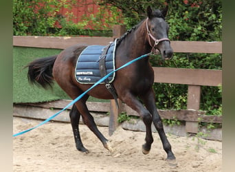 Hannoveraan, Merrie, 2 Jaar, 167 cm, Zwartbruin