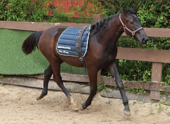 Hannoveraan, Merrie, 2 Jaar, 167 cm, Zwartbruin