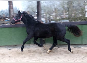 Hannoveraan, Merrie, 2 Jaar, 167 cm, Zwartbruin