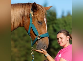 Hannoveraan, Merrie, 2 Jaar, 168 cm, Donkere-vos