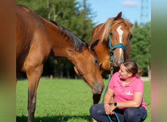 Hannoveraan, Merrie, 2 Jaar, 168 cm, Donkere-vos