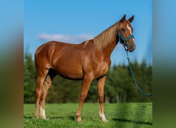 Hannoveraan, Merrie, 2 Jaar, 168 cm, Donkere-vos