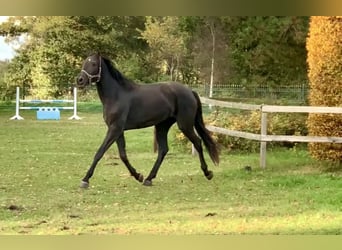 Hannoveraan, Merrie, 2 Jaar, 168 cm, Zwart