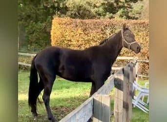 Hannoveraan, Merrie, 2 Jaar, 168 cm, Zwart