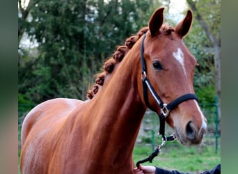 Hannoveraan, Merrie, 2 Jaar, 169 cm, Donkere-vos