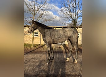 Hannoveraan, Merrie, 2 Jaar, 170 cm, Appelschimmel