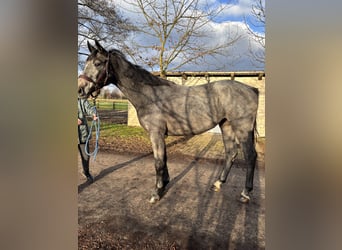 Hannoveraan, Merrie, 2 Jaar, 170 cm, Appelschimmel