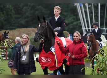 Hannoveraan, Merrie, 2 Jaar, 170 cm, Appelschimmel