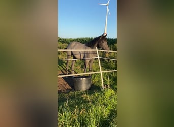 Hannoveraan, Merrie, 2 Jaar, 170 cm, Appelschimmel