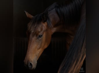 Hannoveraan, Merrie, 2 Jaar, 170 cm, Bruin
