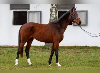 Hannoveraan, Merrie, 2 Jaar, 170 cm, Donkerbruin