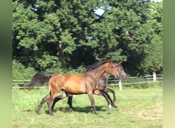 Hannoveraan, Merrie, 2 Jaar, 170 cm, Donkerbruin