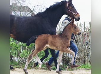 Hannoveraan, Merrie, 2 Jaar, 170 cm, Donkerbruin