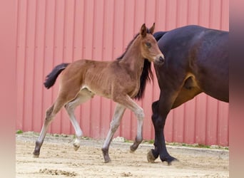 Hannoveraan, Merrie, 2 Jaar, 170 cm, Donkerbruin