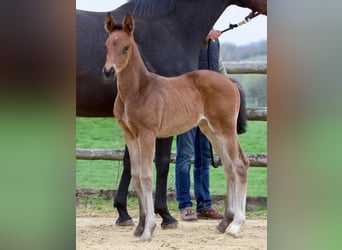 Hannoveraan, Merrie, 2 Jaar, 170 cm, Donkerbruin
