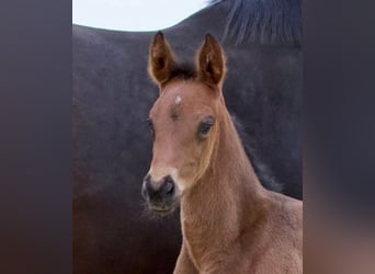 Hannoveraan, Merrie, 2 Jaar, 170 cm, Donkerbruin