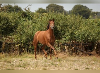 Hannoveraan, Merrie, 2 Jaar, 170 cm, Donkere-vos