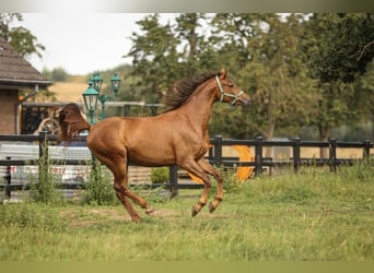 Hannoveraan, Merrie, 2 Jaar, 170 cm, Donkere-vos