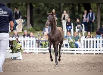 Hannoveraan, Merrie, 2 Jaar, 170 cm, Donkere-vos