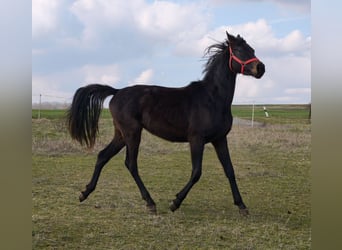 Hannoveraan, Merrie, 2 Jaar, 170 cm, Zwartbruin