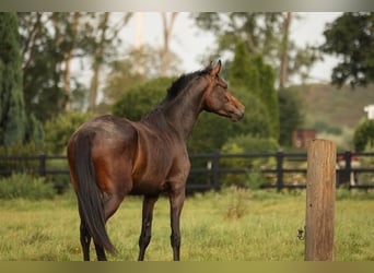 Hannoveraan, Merrie, 2 Jaar, 170 cm, Zwartbruin